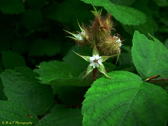 {Rubus phoenicolasius}